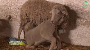 Check spelling or type a new query. DouÄ Rase De Oi Profitabile CarabaÈa Èi Merinos De Palas Youtube