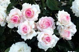 Body of water in river rose unexpectedly crossword clue. Finally Something Good In 2020 A Superbloom Of Roses Los Angeles Times