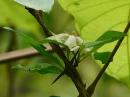 Image result for Catunaregam obovata