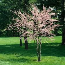 10 Best Flowering Trees And Shrubs For Adding Color To Your Yard Redbud Tree Pink Flowering Trees White Flowering Trees