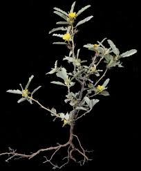 Image result for Melhania virescens