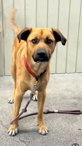 Spotted a good boi at TJ max. His name was Sal. 11/10 would shop with him  again!