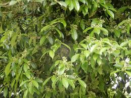 Image result for Chionanthus niloticus