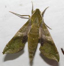 Image result for Xylopia shirensis