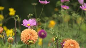 Would you like gorgeous fresh cut flowers all summer? A Cut Above