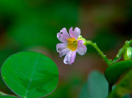 Image result for Oxalis barrelieri