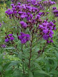 Image result for Vernonia natalensis