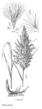 Image result for Phragmites australis