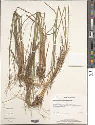 Image result for Pogonarthria