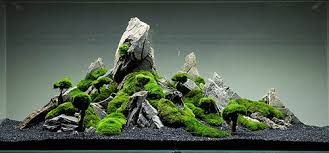 I set up my aquascaper 600 with tropica soil and tropica. Designing An Aquascape Fish Care