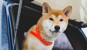 All the dogecoins in circulation are now worth more than $53 billion after fans declared april 20 doge day on social media with the aim of pushing the digital currency's value to new heights. Was Ist Dogecoin Und Wie Funktioniert S Forbes Advisor Deutschland