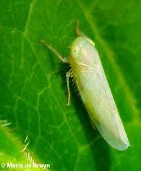 Résultat de recherche d'images pour "leaf hoppers"