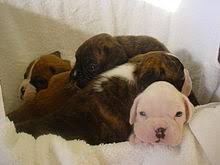 Our dogs are not just dogs! Boxer Dog Wikipedia