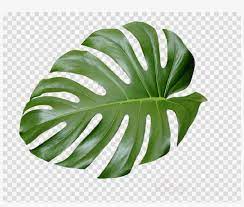May 25, 2021 · palm trees come in all shapes and sizes so the cost to trim will depend on the type, size, and a number of leaves (known as fronds) that need removal. Tropical Plant Leaves Clipart Swiss Cheese Plant Tropics Aesthetic Green Palm Leaf Png Image Transparent Png Free Download On Seekpng