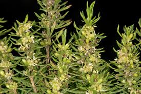 Image result for Anthospermum