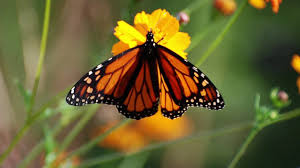 Use liatris to accent and add height to flower arrangements. Butterfly Hummingbird Wildflower Seed Mix American Meadows