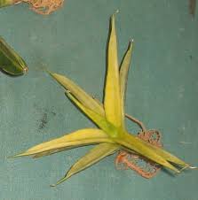 Image result for Laggera gracilis