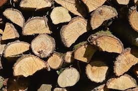 boomstam kopen betaalbaar boomstam kopen via internet