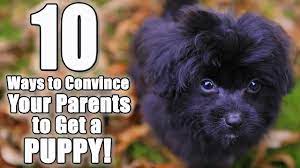 What to do if your parents don't want a dog? 10 Ways To Convince Your Parents To Get A Dog Parody Of I Don T Know My Name By Grace Vanderwaal Youtube
