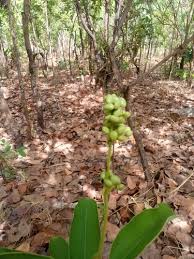 Image result for Ozoroa kassneri