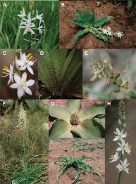 Image result for Chlorophytum macrosporum