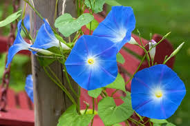 We did not find results for: Ipomoea Tricolor Heavenly Blue Morning Glory