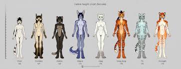 feline character height chart females by silverbloodwolf98