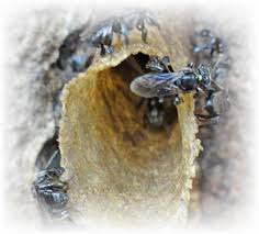 Two main commercial species in malaysia are apiscerana (local bees) and apismellifera (imported bees). Stingless Bees Are An Eye Opener