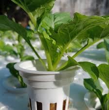 Jan 05, 2021 · meninjau keadaan tersebut menjadikan hidroponik sebagai solusi untuk keberlanjutan budidaya bibit jahe merah (zingiber officinale r.) di tengah minimnya ketersediaan lahan pertanian serta tingginya resiko hama tanah. Net Pot Hidroponik Home Facebook