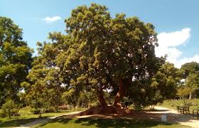 Image result for Phytolacca dioica