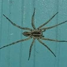 Spiders In Oklahoma Species Pictures