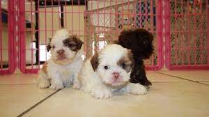 These fluffy shih tzu puppies are a good fit for families, gets along with other pets, and are choose state alabama arizona arkansas california colorado connecticut delaware georgia idaho the shih tzu originated in china centuries ago. Puppies For Sale Local Breeders Handsome Teacup Chocolate Shih Tzu Puppies For Sale In Atlanta At Puppies For Sale Local Breeders