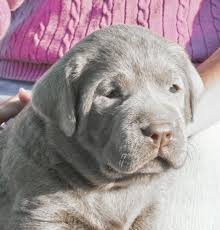 Silver Lab Puppies For Sale At 4 Weeks Old 009 Lab Puppies English Lab Puppies Silver Lab Puppies