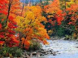 Stream In Autumn Woods Photographic Print By Jack Hollingsworth At Art Com Autumn Scenery Scenery Fall Pictures