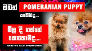 Advertise, sell, buy and rehome pomeranian dogs and puppies with pets4homes. Dogs Pomeranian Puppy How To Buy A Health Pomeranian Puppy Pomeranian In Sri Lanka Dog Show Youtube
