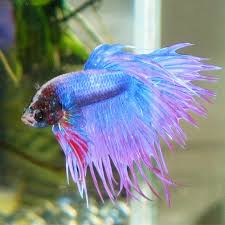 I Would Name It Angel In 2020 Betta Fish Care Tropical Freshwater Fish Betta Fish Tank