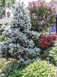 Small trees are perfect for landscaping small yards where space is limited. Best Backyard Trees To Provide Shade And Privacy For A Small Yard