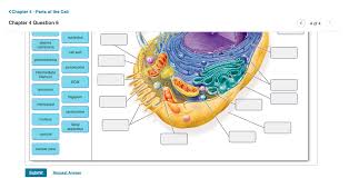 Maybe you would like to learn more about one of these? Label The Structures Of The Animal Cell Below Drag Chegg Com