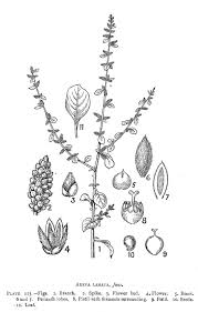 Image result for Aerva lanata