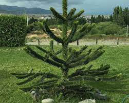 Choose your favorite monkey puzzles from thousands of available designs. Monkey Puzzle Tree Araucaria Araucana Plants Candide Gardening
