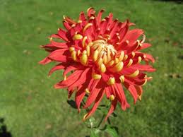 Try to keep an eye on the soil to make sure it's always moist. Master Gardener How To Keep Your Chrysanthemums From Falling Over Press Enterprise