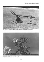 Image result for Hirpicium bechuanense