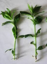 Check spelling or type a new query. Jasmine Room Species Home Jasmine Care And Cultivation Of Seeds