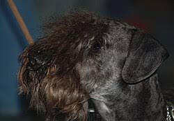 Image result for ČESKÝ TERIÉR