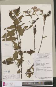 Image result for Clappertonia polyandra