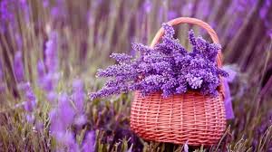 Beautiful Lavender Flowers Hd Wallpaper Lavender Basket Lavender Plant Lavender Flowers