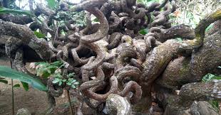 Image result for Entada gigas