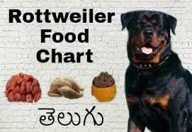 rottweiler food chart and diet chart in telugu taju logics