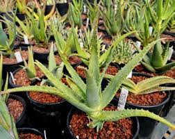 Image result for Aloe pienaarii