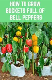 Pin On Grow Your Own Food